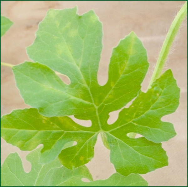 disease symptoms on leaf