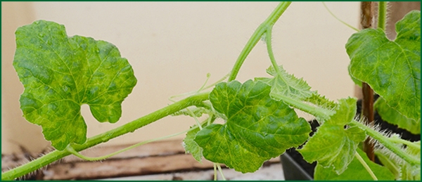 disease symptoms on leaf