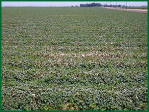 disease symptoms in field