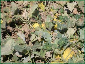 disease symptoms in field