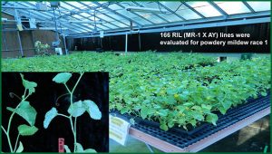 experimental plants in greenhouse