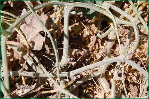 disease symptoms on crown of melon plant