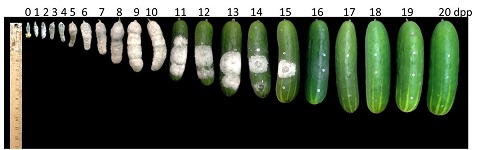 screening cucumbers