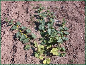 melon plant with disease symptoms