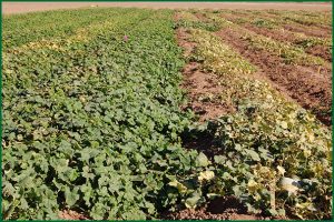 melon field with resistant and susceptible plants
