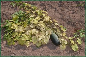 melon plant with disease symptoms
