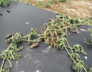 diseased watermelon plant