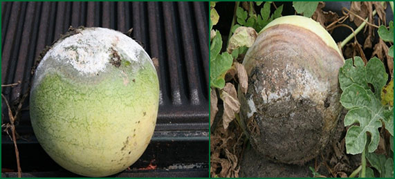 disease symptoms on watermelon