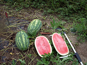 watermelon in field