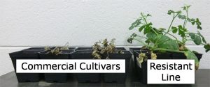 dead commercial cultivars next to resistant line