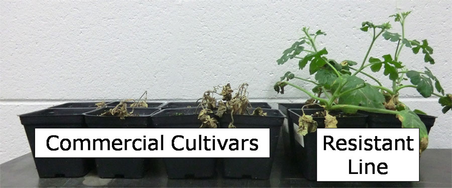 dead commercial cultivars next to resistant line