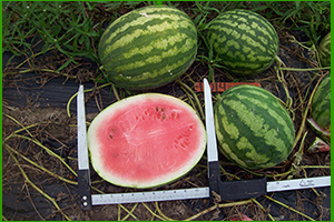 watermelons
