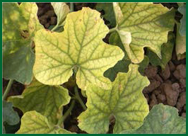 disease symptoms on leaf