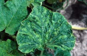 disease symptoms on melon