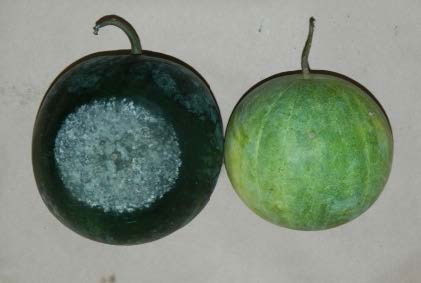 disease symptoms on watermelon