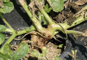 Gummy stem blight on watermelon Image provided by C. McGregor