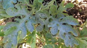 disease symptoms on leaf