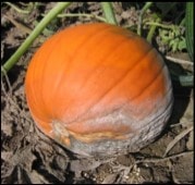 pudrición en fruto de calabaza