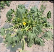wilted squash plant