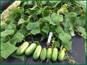 healthy cucumber plants with fruit from field plots