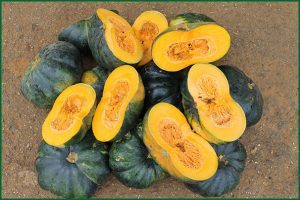 soler squash