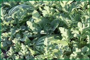 plants with watermelons