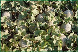 plants with melons