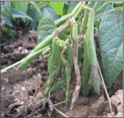 fruit rot on bean