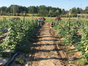 field of cucumber plants