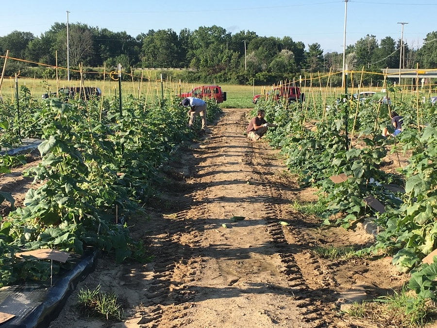 field of cucumber plants