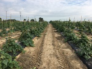 field of cucumber plants