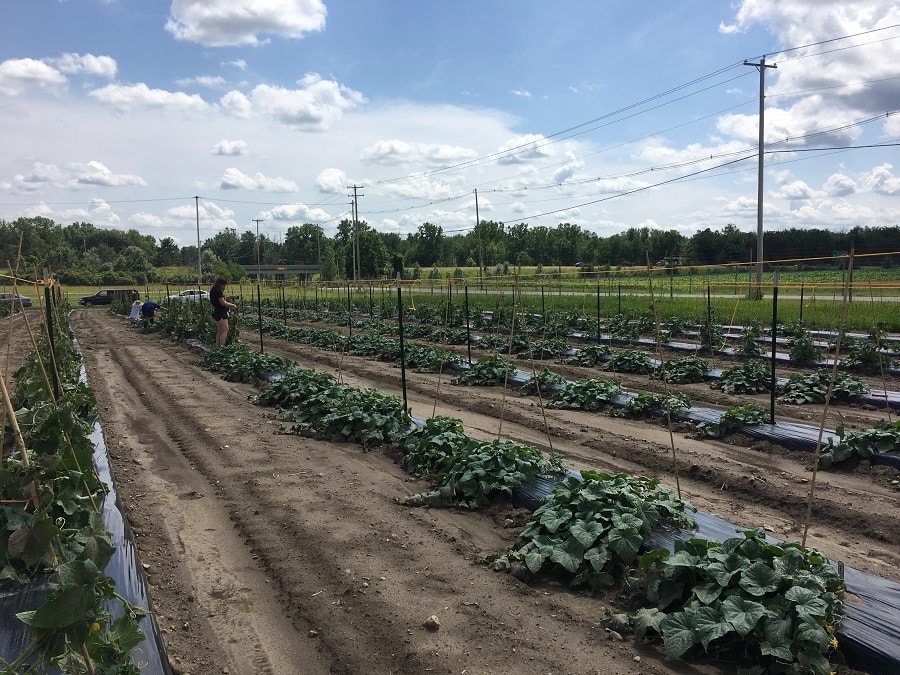 field of cucumber plants