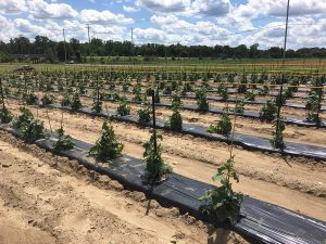 field of cucumber plants