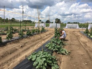 person working in field