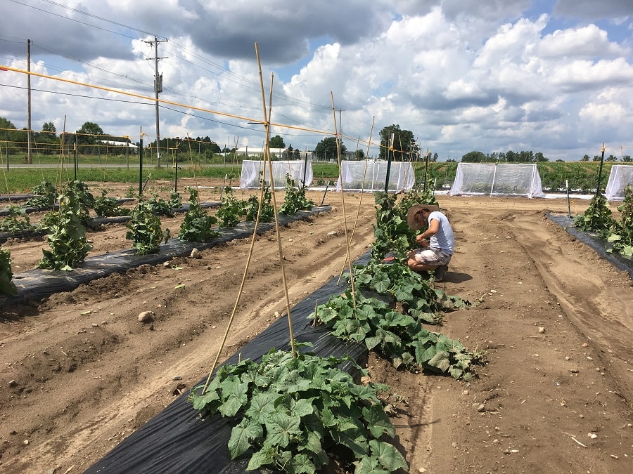 person working in field