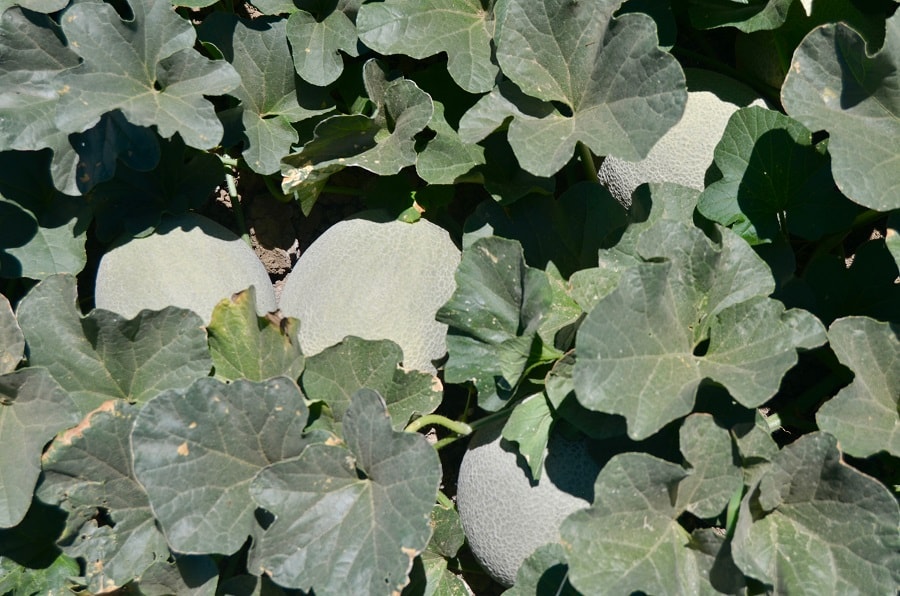 melons in field