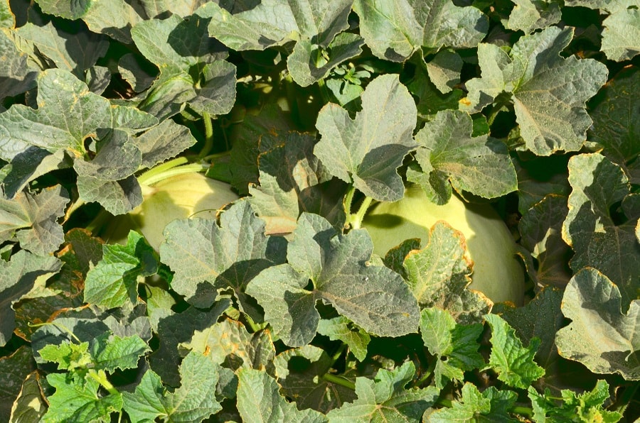 melons in field