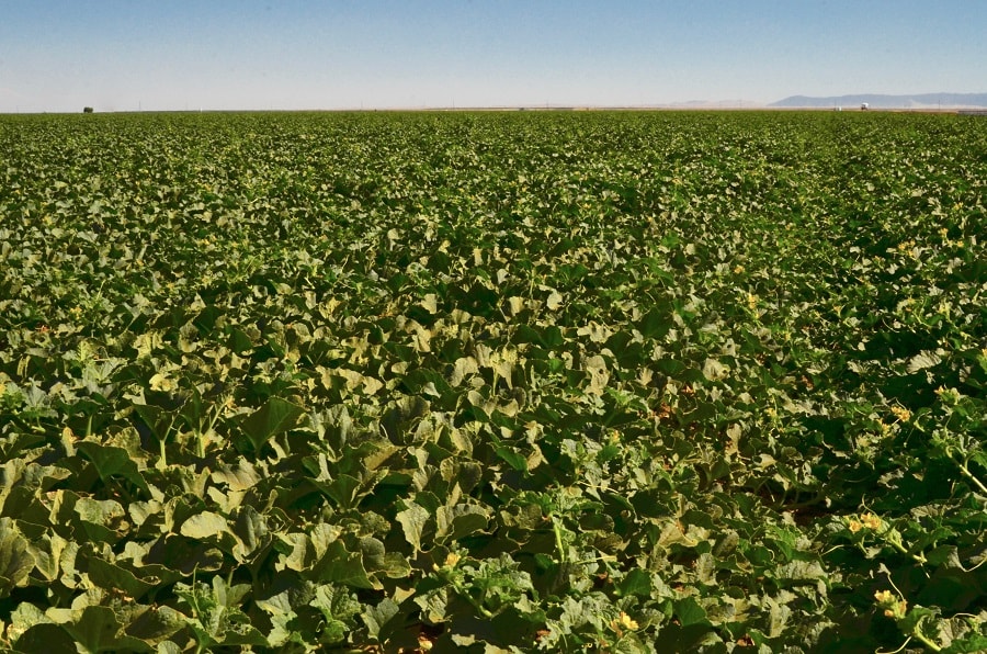 melon field