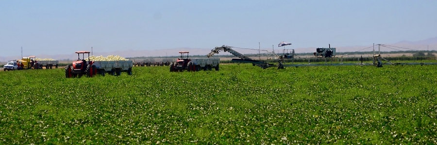 harvest with tractor and large equipment in a melon field