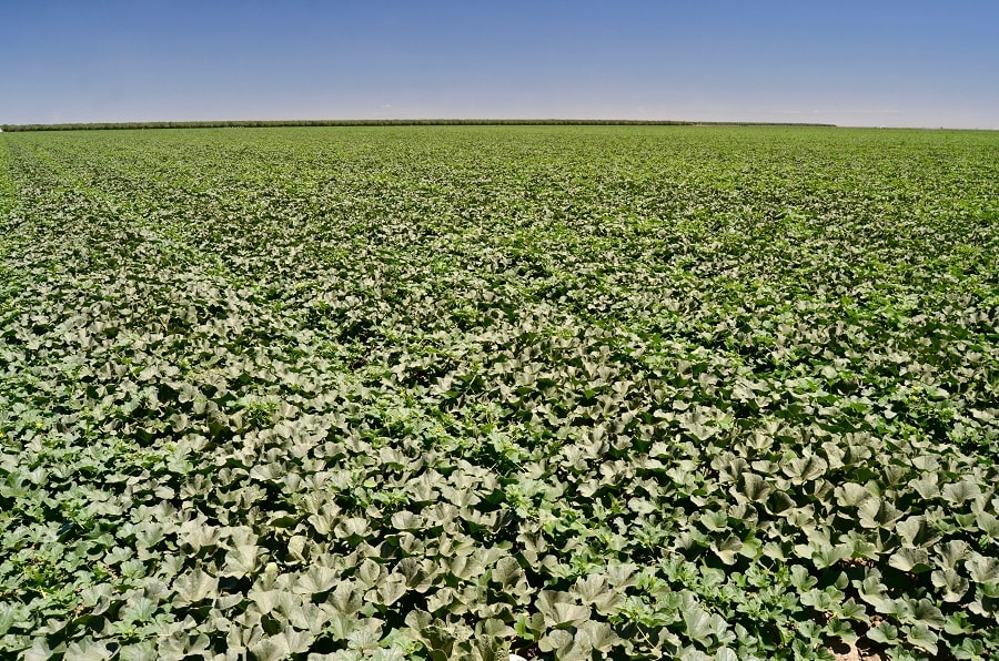 melon field