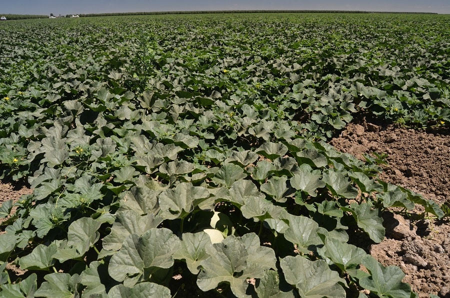 melon field