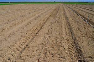 freshly transplanted field