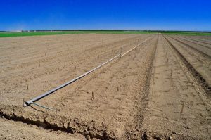 freshly planted field