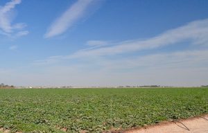 melon fields