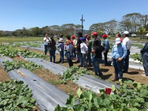 attendees in the field plots