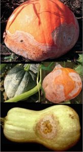 disease symptoms on squash