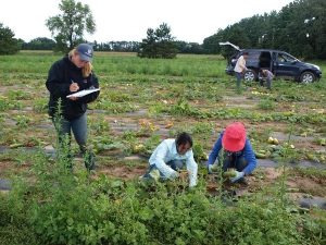 staff taking data in the cucumber field