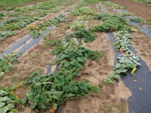 diseased cucumber plants