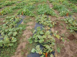 cucumber plants in the field