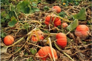 disease symptoms on pumpkins